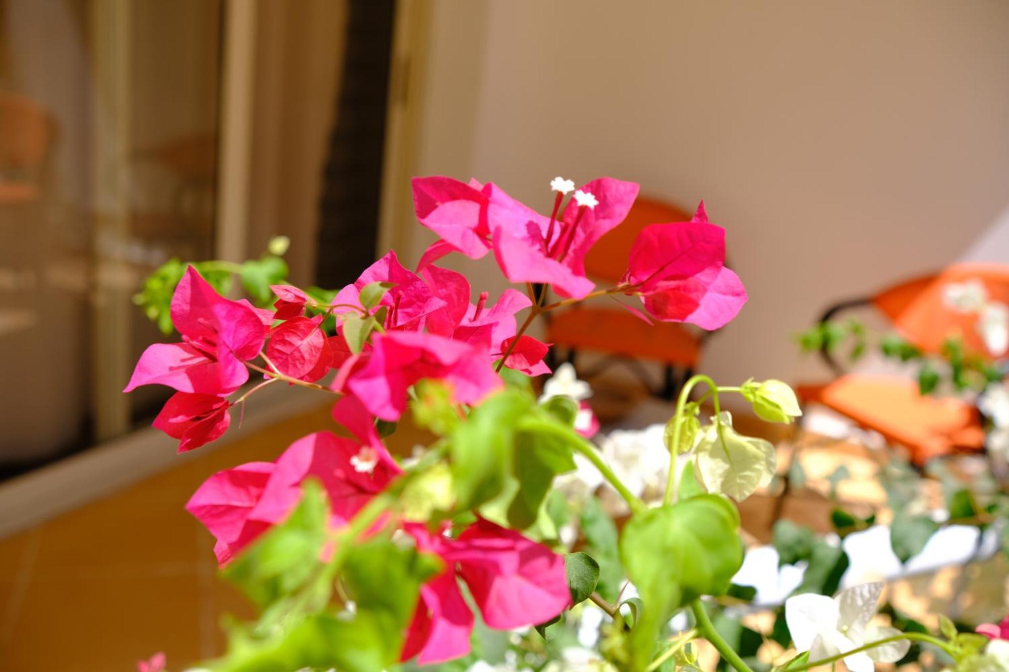 Viking Club Hotel Sharm El Sheikk Exterior foto